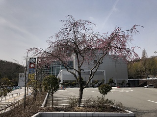 3/26の桜F地点