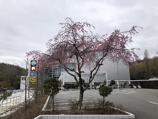 3/28の桜F地点