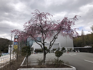 3/29の桜F地点