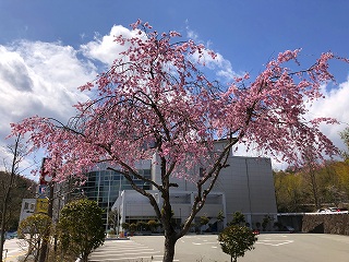 4/2の桜F地点