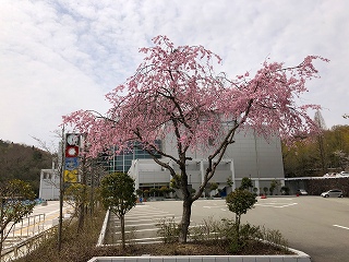 4/3の桜F地点