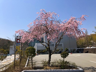 4/4の桜F地点