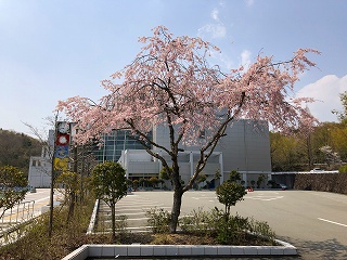 4/8の桜F地点