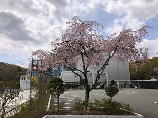 4/11の桜F地点