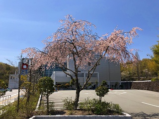 4/14の桜F地点