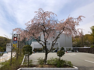4/15の桜F地点