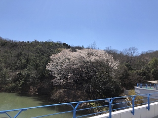 桜の観察日記