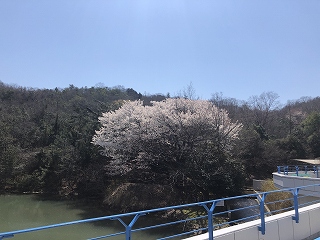 3/25の桜G地点