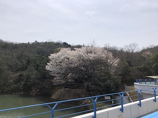 3/26の桜G地点