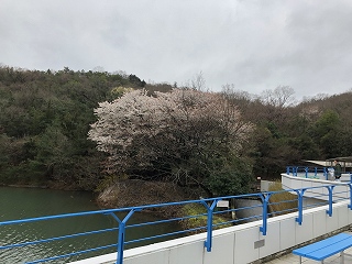 3/27の桜G地点