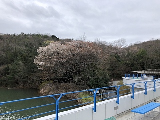 3/28の桜G地点