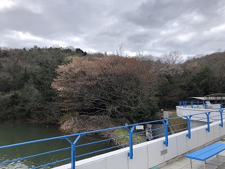 3/29の桜G地点