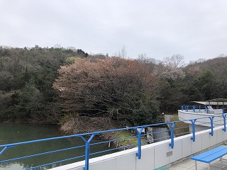 3/30の桜G地点