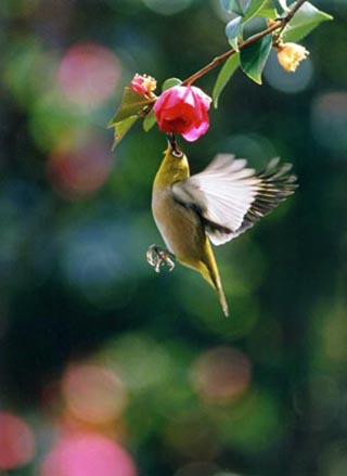 科学館長賞「花から花へ（メジロ）」