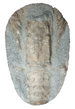 ハコエビの仲間の化石