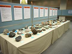 兵庫県産の化石