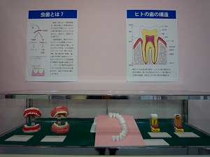 歯の健康
