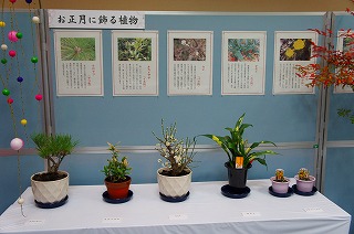 飾る植物