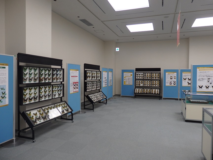 トリバネアゲハ標本展示の様子