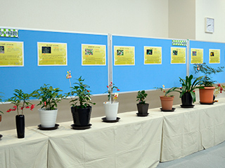 新春の植物展