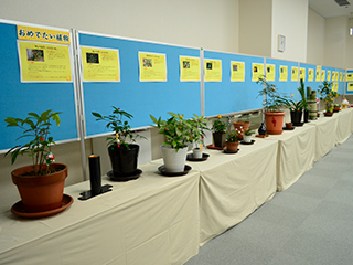 新春植物展の会場2
