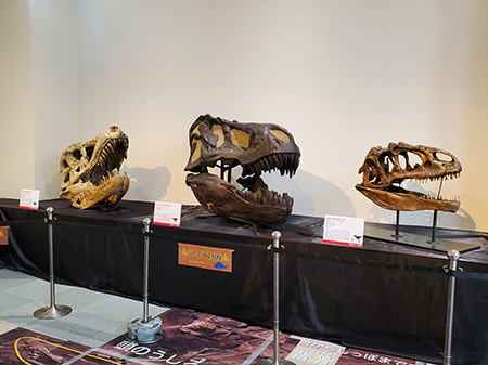 色々な恐竜の頭骨
