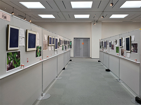 船曳和代コレクションの展示