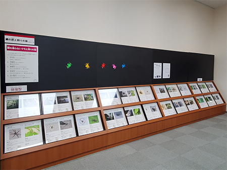網を張らないクモたちの展示