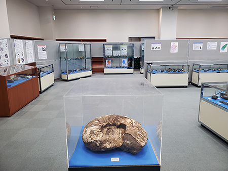 アンモナイト展の会場の様子
