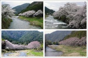 夢前川の桜並木の写真