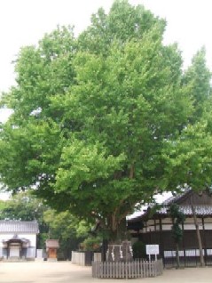 白浜松原八幡神社のイチョウの写真