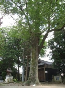 正八幡神社のケヤキの写真