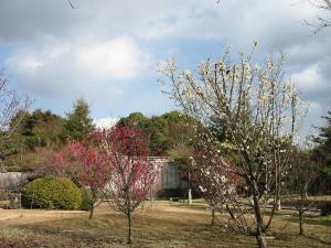東宝塔跡前の梅の写真
