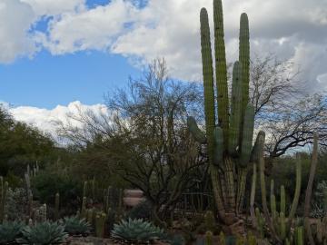 フェニックス市内の砂漠植物園の写真