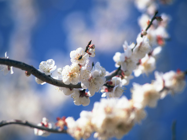 姫路市内に咲く花の写真