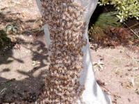ミツバチの分蜂の写真