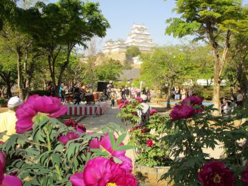 ぼたん園の画像