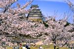 桜満開の姫路城の写真