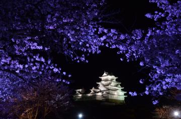 夜桜会の画像