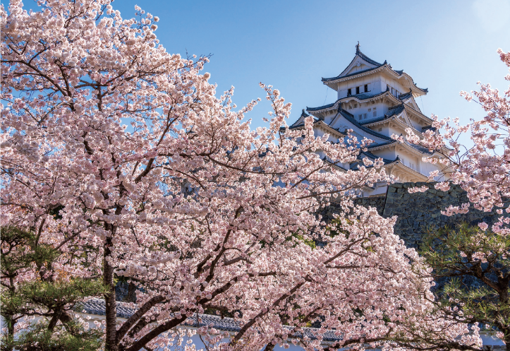 姫路城を美しく彩る桜