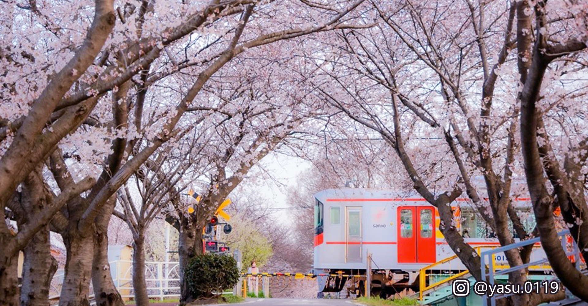 手柄山中央公園の桜＠zhongtian