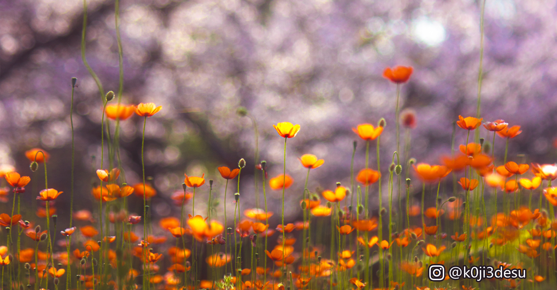 ポピー＠k0ji3desu