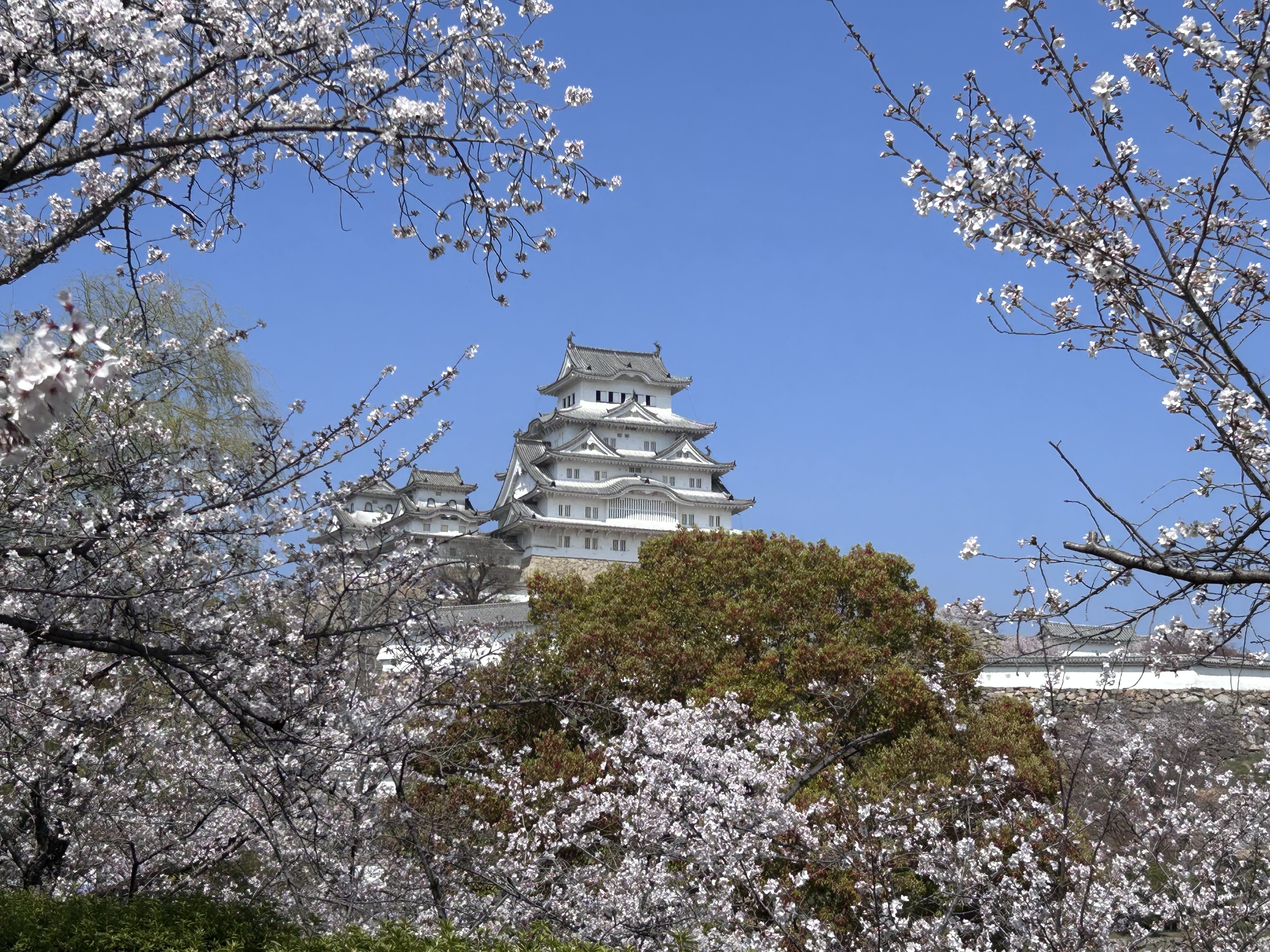 春の姫路城