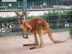 カンガルーの写真