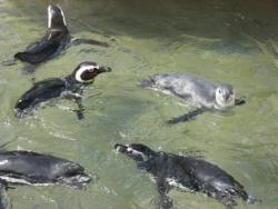 泳いでいるペンギンの写真