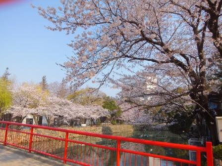 園内の桜の様子