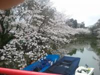 桜・南向きからの風景