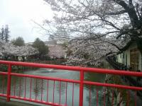 桜・北向きからの風景