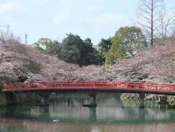 桜と城見橋の写真