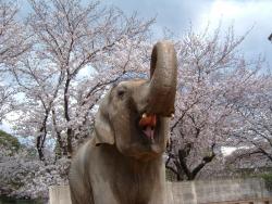 桜を背景に鼻を上げている姫子の写真